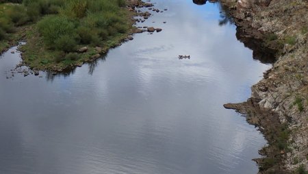 Cormorans en aval du barrage