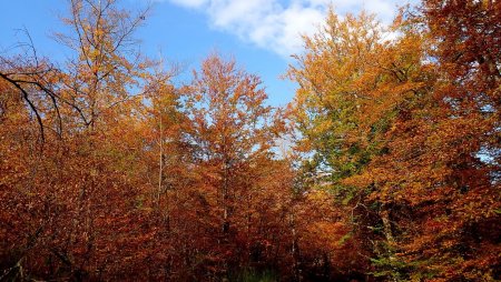 Dans la forêt