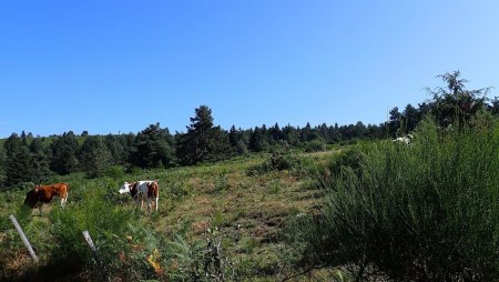 Vers la croix de Chaussitre