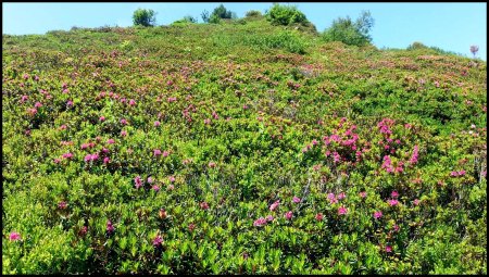 Massif de rhododendrons.