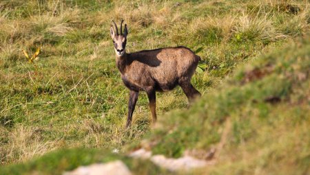 Chamois sur l’alpage