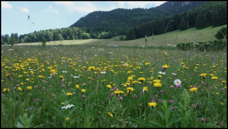 Prairie de Lans-en-Vercors.