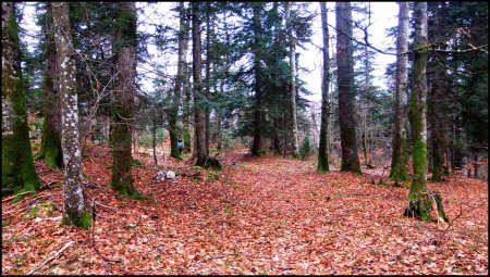 GR.9 sous les sapins 2.