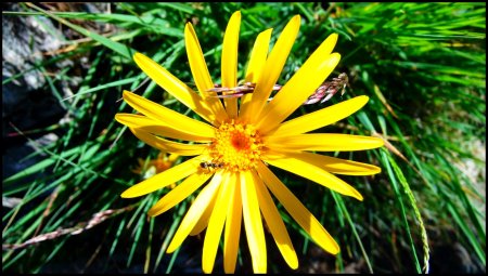 Arnica des montagnes.