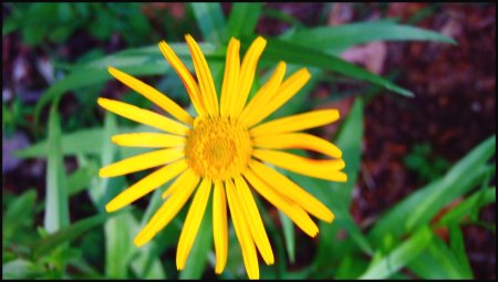 Un peu d’Arnica.