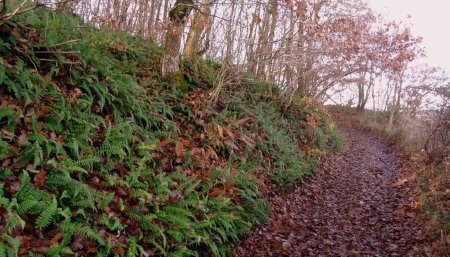 Fougères d’hiver.