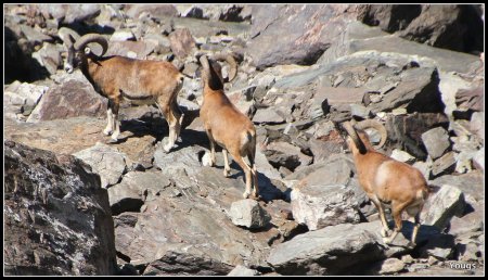 Mouflons dans le vallon du Jas du Four