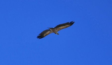 ...et la première de vautour fauve dont je sois presque fière !