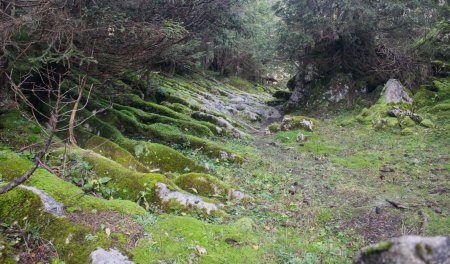 Beau cheminement en sous-bois sur des roches moussues