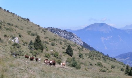 Les alpages sous le col de Cou, avec le Môle au fond.