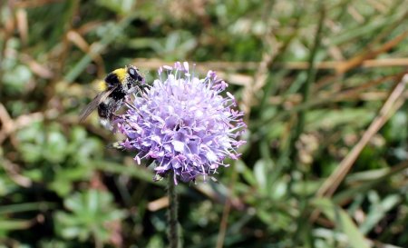 Petite abeille