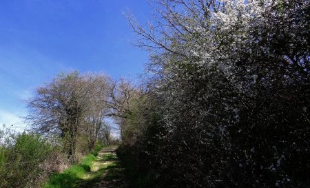 Remontée du vallon du Couzon.