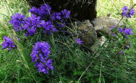 Campanules agglomérées.