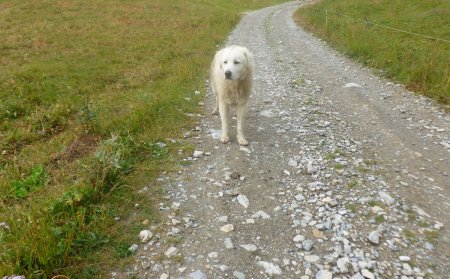 Patou débonnaire