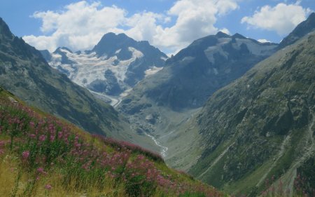 Depuis le Refuge de Temple Écrins, épilobes devant Les Bans et le Mont Gioberney.