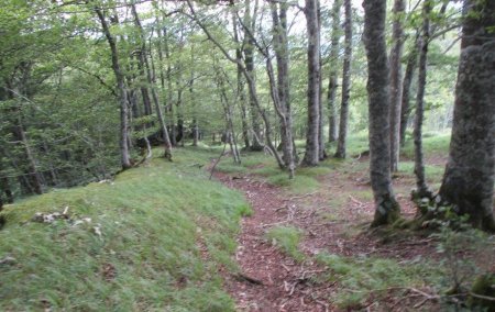 Le sentier est bien marqué et nous mène vers une crête que l’on va suivre.