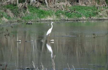 Grande aigrette.