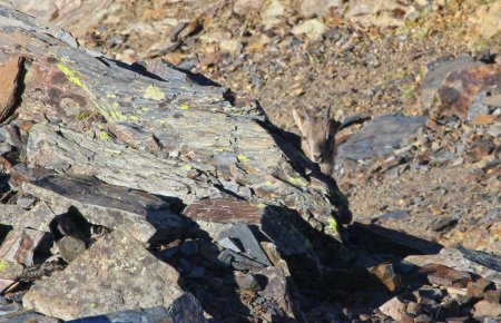 Jeune bouquetin jouant à cache-cache