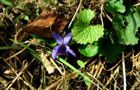 Première violette.