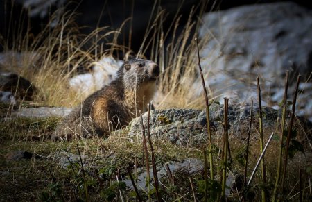 Marmotte dès le départ