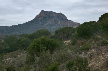 Roquebrune au-dessus des pins parasol, en arrivant par le village