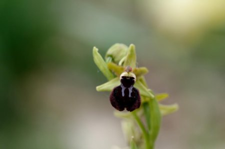 Ophrys de Provence