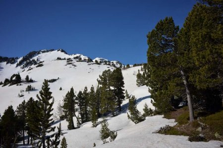 Fenêtres entre les arbres