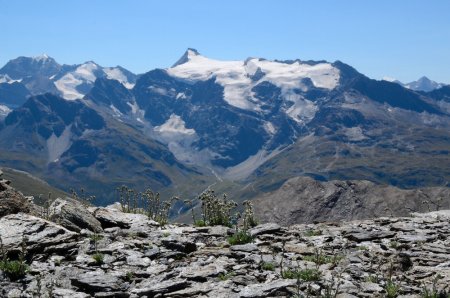 Flore sur la crête