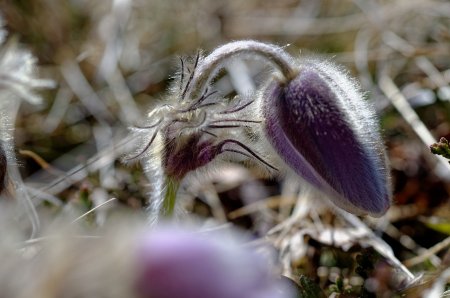 Pulsatille de printemps