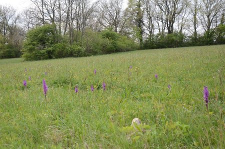 Prairie avec orchidées