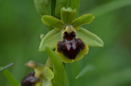 Ophrys araneola