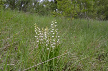 Cephalanthera longifolia