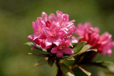 Rhododendron ferrugineux