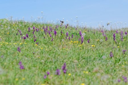 Champs de fleurs