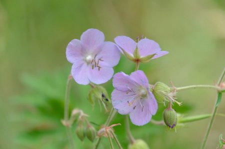 Géranium des prés 