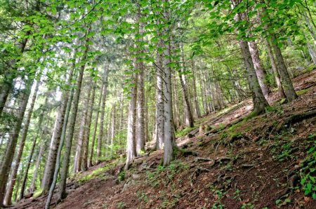 Forêt de la Haute Fillière