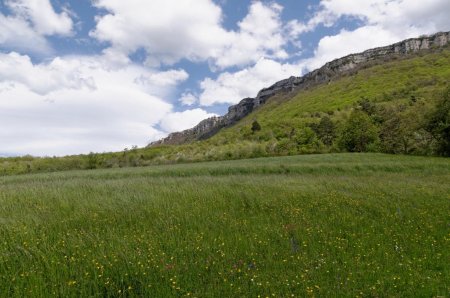 Encore un beau pré pour herboriser