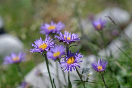 Aster des Alpes