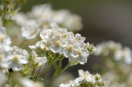 A priori Potentille fausse alchemille