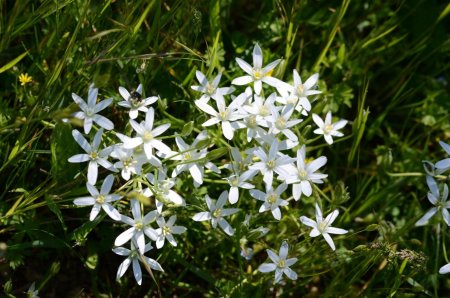 Dame d’onze heure : Ornithogale à feuilles étroites