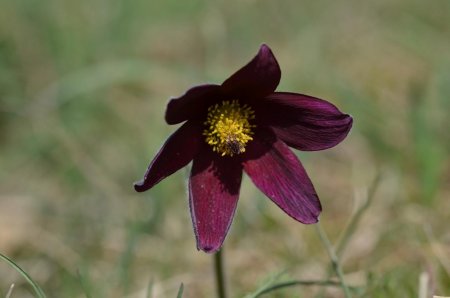 La superbe Pulsatille rouge