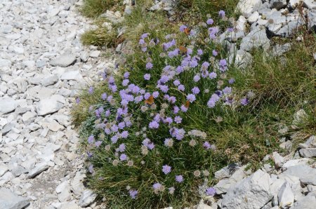 Gobulaires et papillons