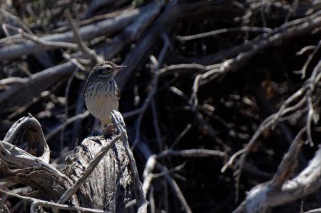 Bel oiseau