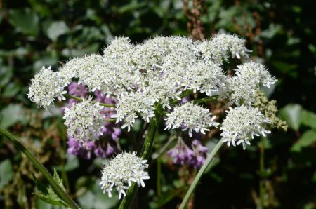 Grande berce (Heracleum sphondylium)