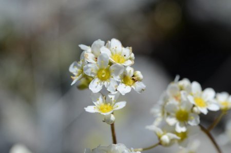 Saxifrage paniculé (Saxifraga paniculata)