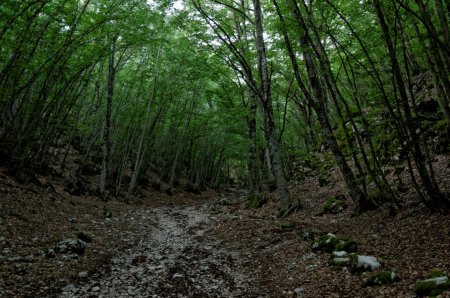 Chemin de départ dans la hêtraie