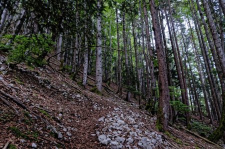 Du raide, du brutal en forêt