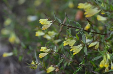 Mélampyre des prés