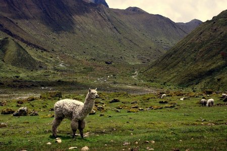 2eme jour apres le col Salkan­tay pass Salkantay trek