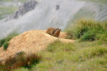Une marmotte bien curieuse